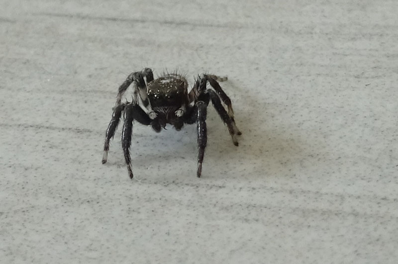 maschio di Evarcha jucunda - Salticidae